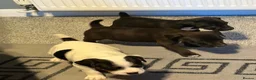 Jack Russell dogs for sale:  Jack Russell in Swadlincote - Advert 3