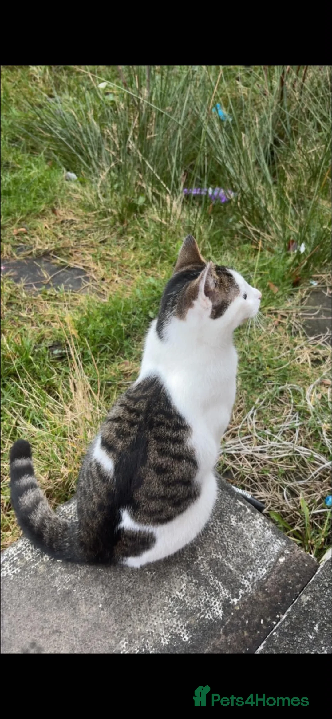 Domestic Shorthair cats for sale: 4 KITTENS AVAILABLE in Dukinfield - Advert 14