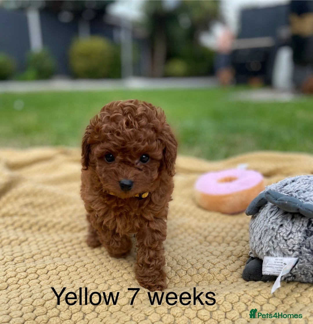 Toy Poodle dogs for sale: Asian Toy Poodle Puppies  - Image 19