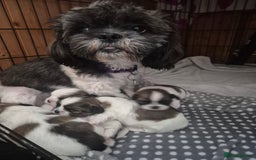 Shih Tzu dogs for sale: Shih tzu puppies - Image 5