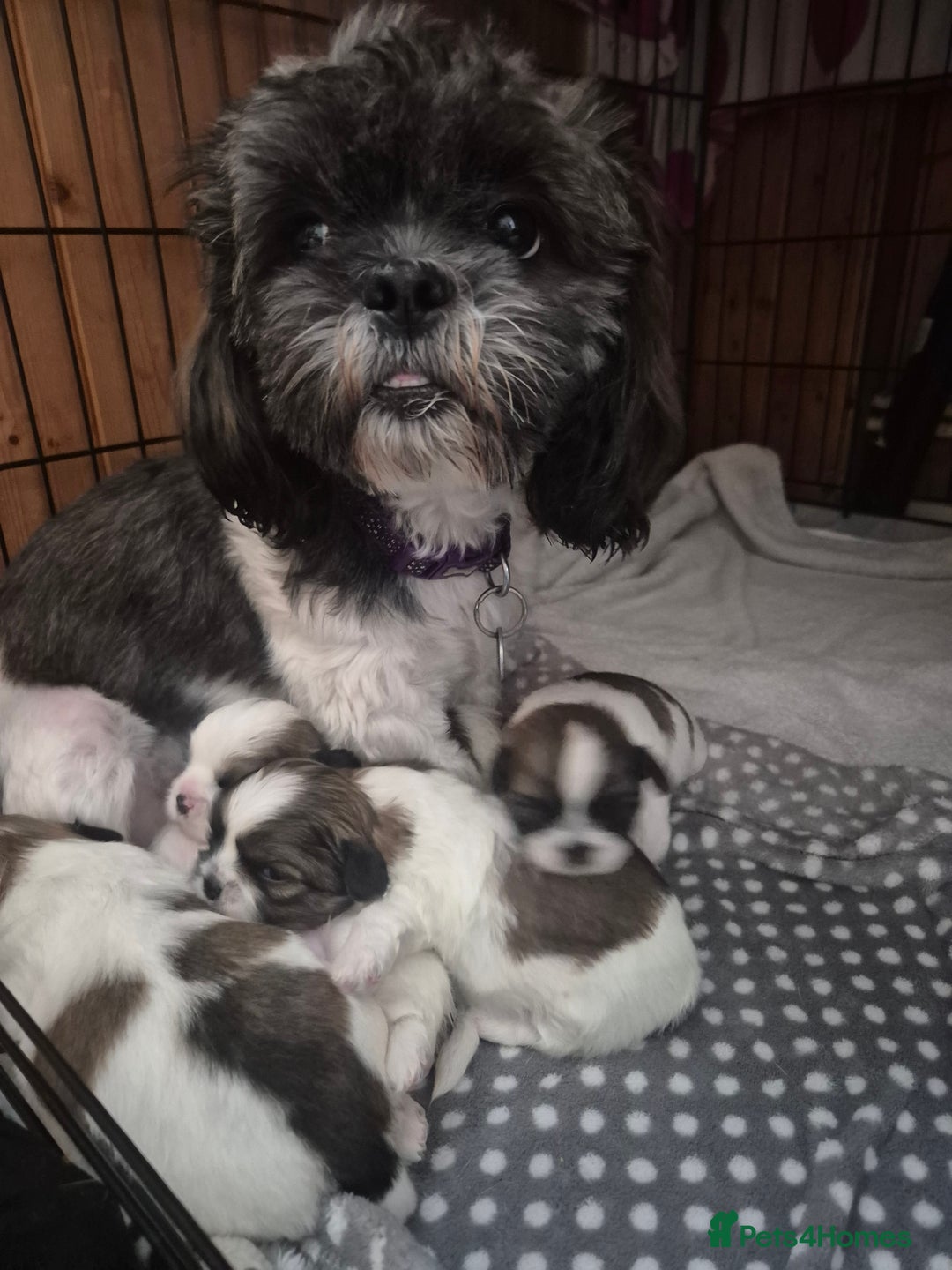 Shih Tzu dogs for sale: Shih tzu puppies - Image 5