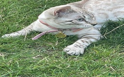 Bengal cats for sale: Sibling Bengals  - Image 2