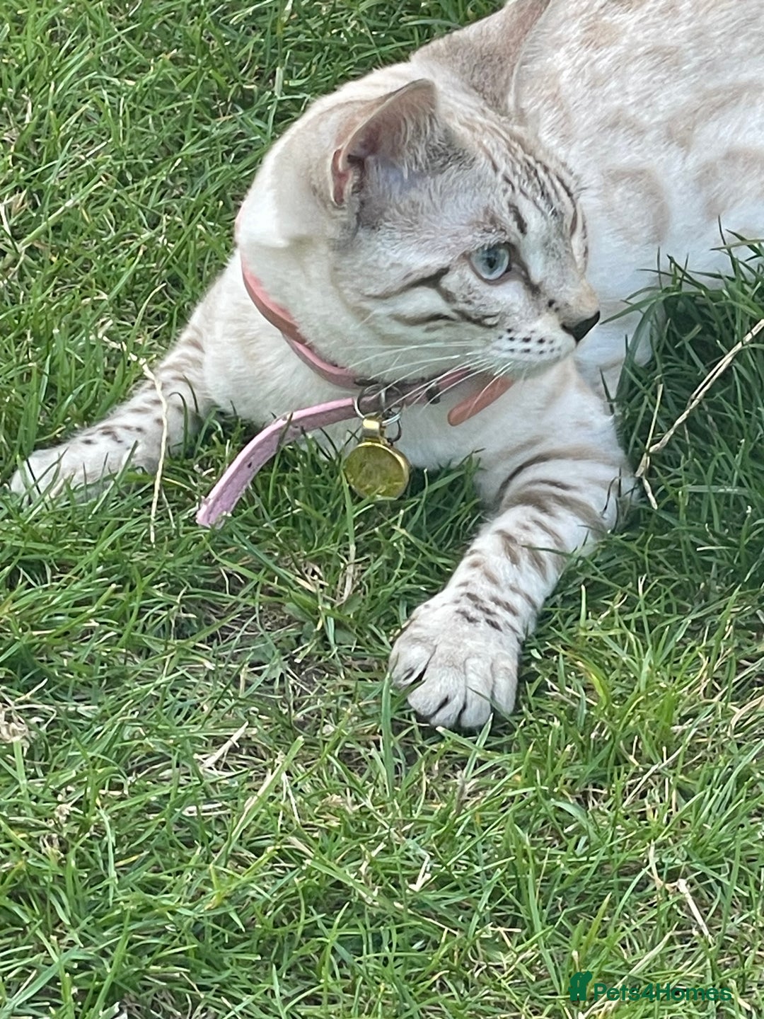 Bengal cats for sale: Sibling Bengals  - Image 2