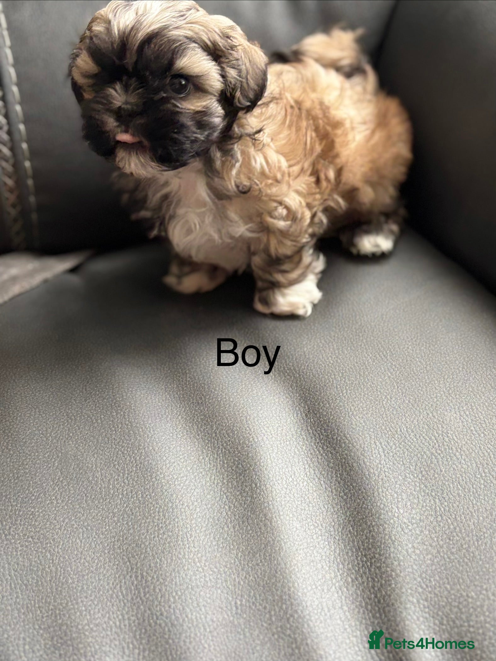 Shih Tzu dogs 💖 Imperial Shih Tzu Puppies black girl&1 boy - Advert 3