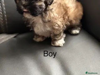 Shih Tzu dogs 💖 Imperial Shih Tzu Puppies black girl&1 boy - Advert 2