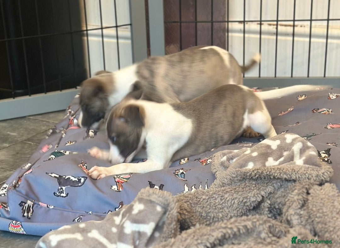 Whippet dogs for sale: 3 boys available  - Advert 2