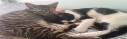 Mixed Breed cats for sale: Lottie - Advert 5