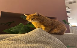 British Shorthair cats for sale: Ginger British Short Hair in Need of a Loving Home - Image 2