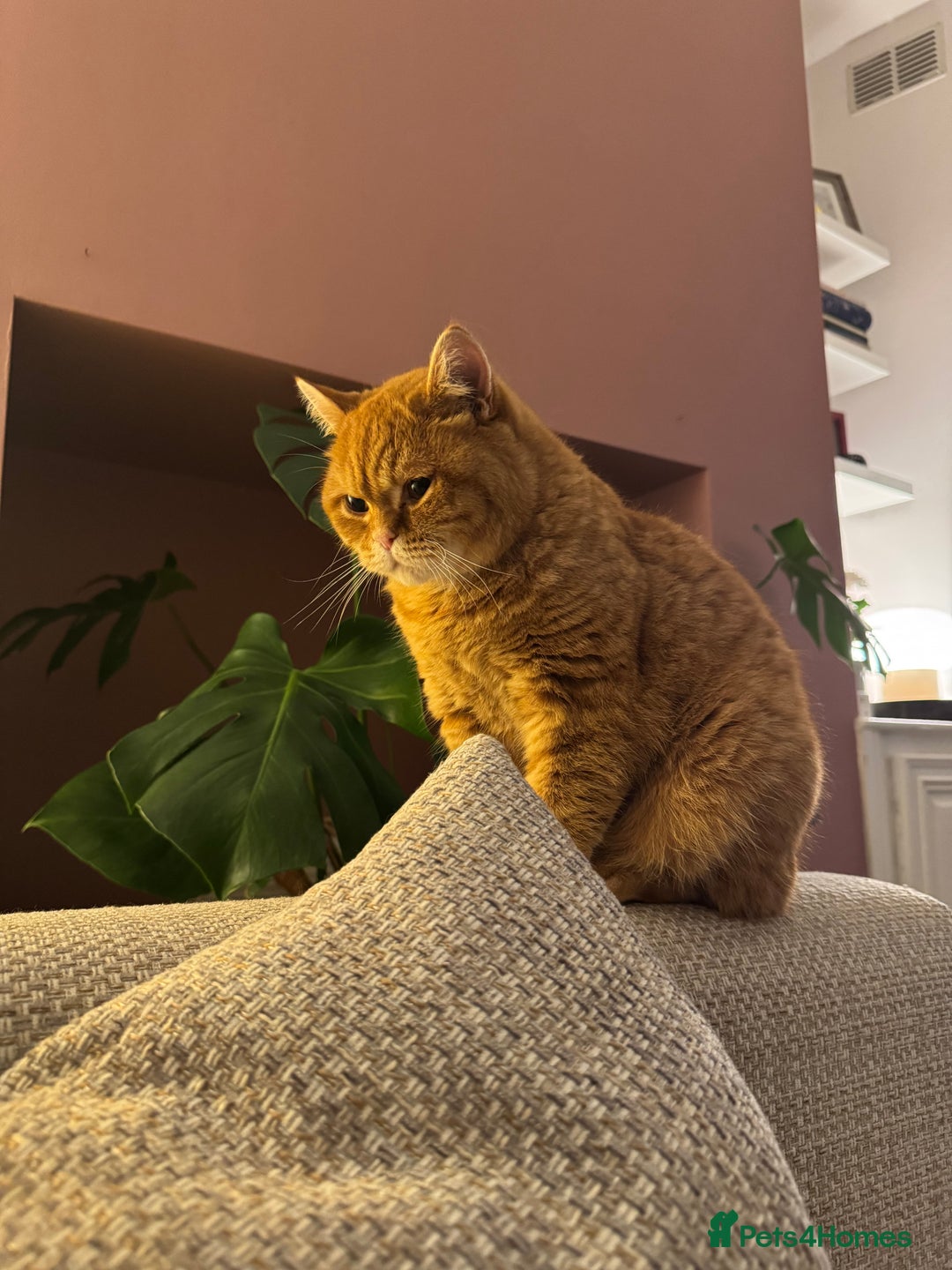 British Shorthair cats for sale: Ginger British Short Hair in Need of a Loving Home - Image 2