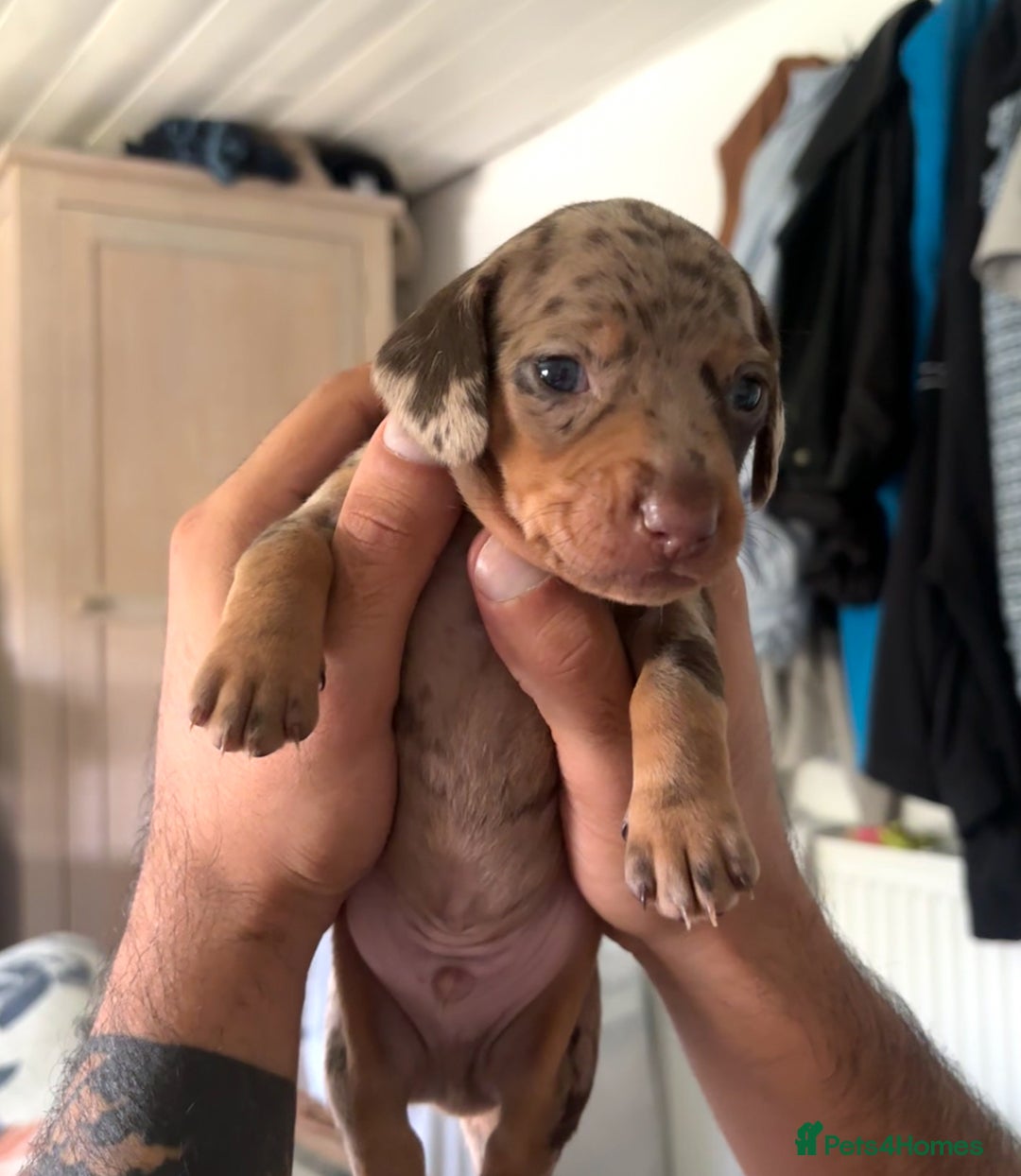 Dachshund dogs for sale: 🐾 Beautiful Dachshund Puppies -Forever Homes 🐾 - Image 6