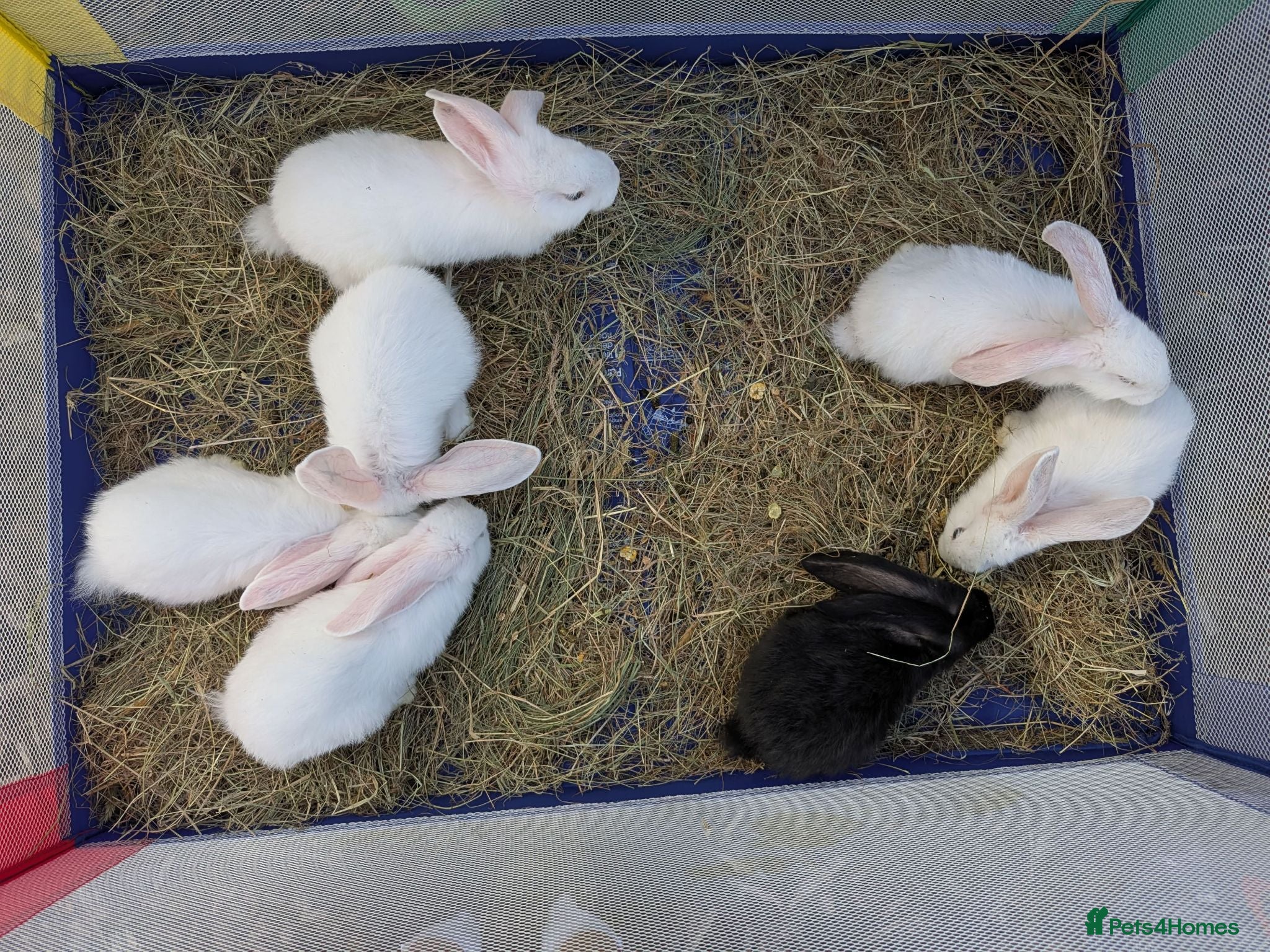 Continental Giant rabbits Continental giant rabbits 7 weeks old  - Advert 4