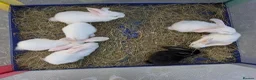 Continental Giant rabbits for sale: Continental giant rabbits 7 weeks old  in Milford Haven - Advert 1