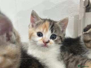 Scottish Fold cats Scottish fold - Advert 3