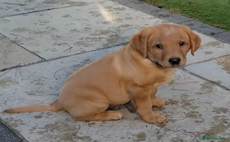 Labrador Retriever dogs Ready to leave 23rd Nov - Advert 1