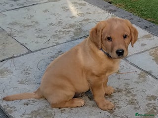 Labrador Retriever dogs Ready to leave 23rd Nov - Advert 2