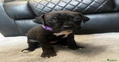 Mixed Breed dogs Mastiff X Cane Corso Puppies - Advert 8