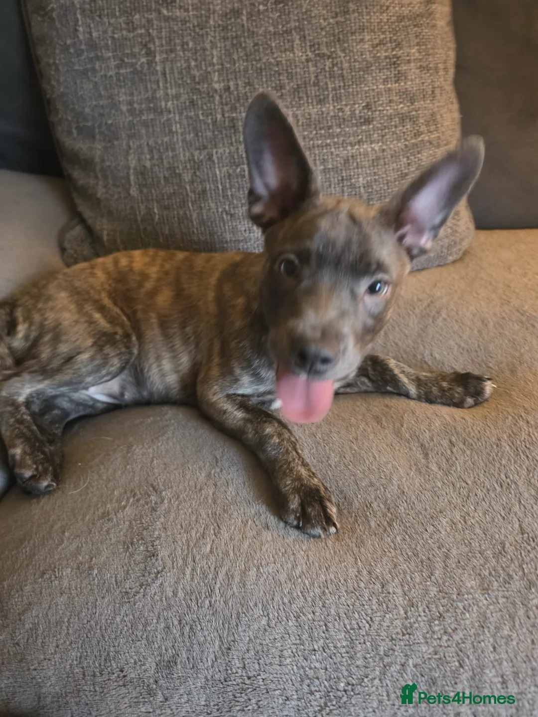 Mixed Breed dogs for sale: 🐶French Bulldog x Border Collie Puppies🐶 - Advert 2