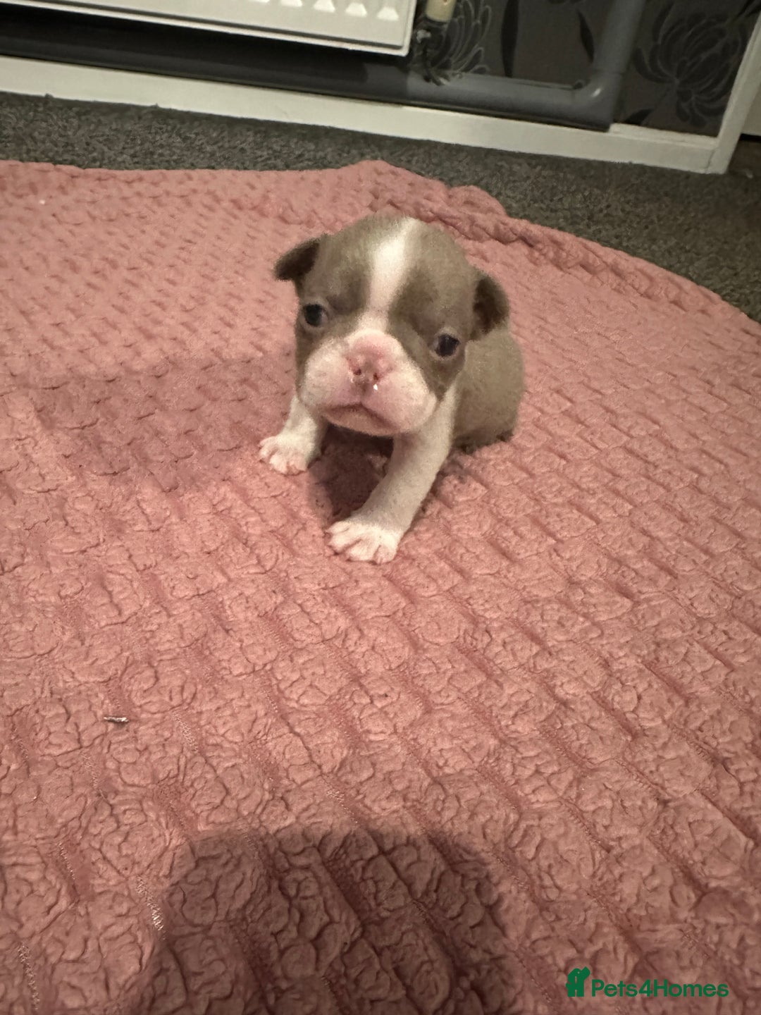 Boston Terrier dogs for sale: Boston terrier pups - Advert 5