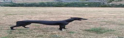 Lurcher dogs for sale: Saluki greyhound - Advert 3