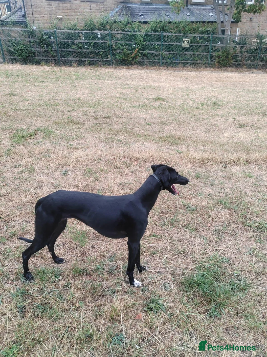 Lurcher dogs for sale: Saluki greyhound - Advert 3