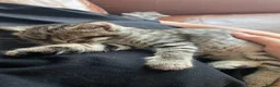 Mixed Breed cats for sale: Kittens - Advert 10