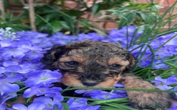 Toy Poodle dogs for sale: KC Tiny Perfect phantom poodles+colours - Image 2
