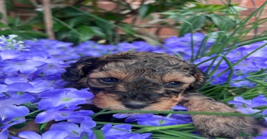 Toy Poodle dogs - Advert 5
