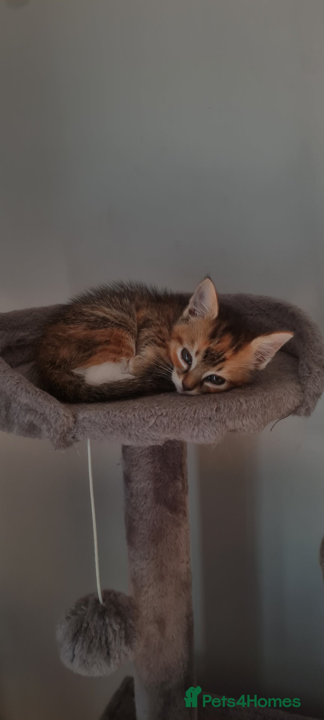 Mixed Breed cats for sale: 4 beautiful colourful coat kittens - Image 6