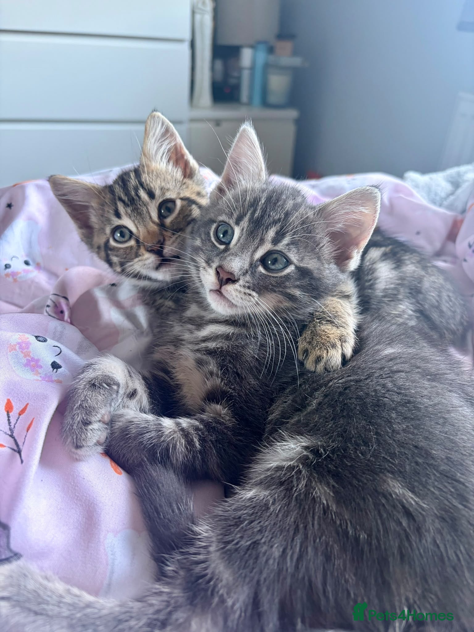 Mixed Breed cats for sale: Beautiful girl tabbies - Advert 9
