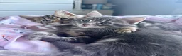 Mixed Breed cats for sale: Beautiful girl tabbies - Advert 6