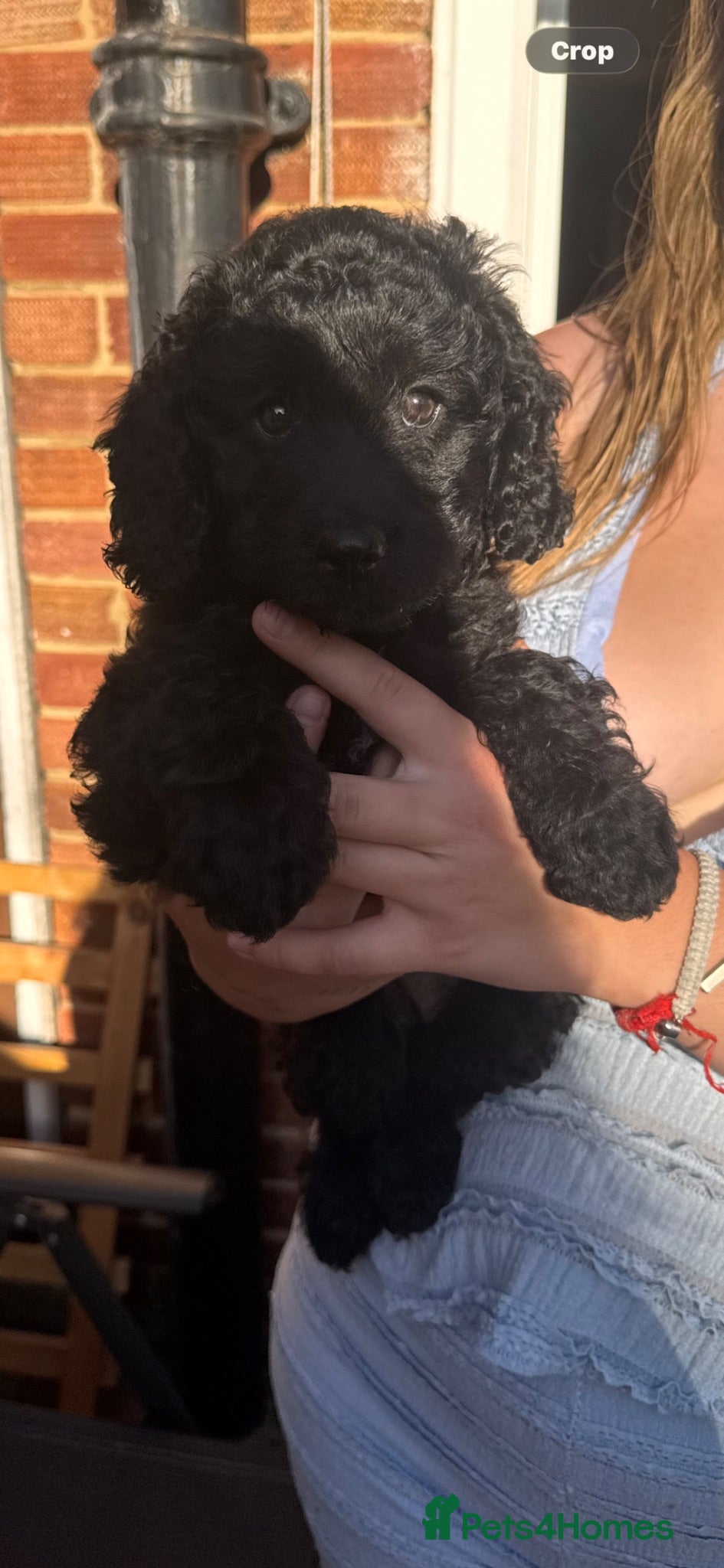 Mixed Breed dogs 2 beautiful sprockerpoos🩷💙 - Advert 9