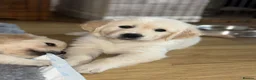 Golden Retriever dogs for sale: Golden retriever puppies🩷🩵 in Aberdare - Advert 7