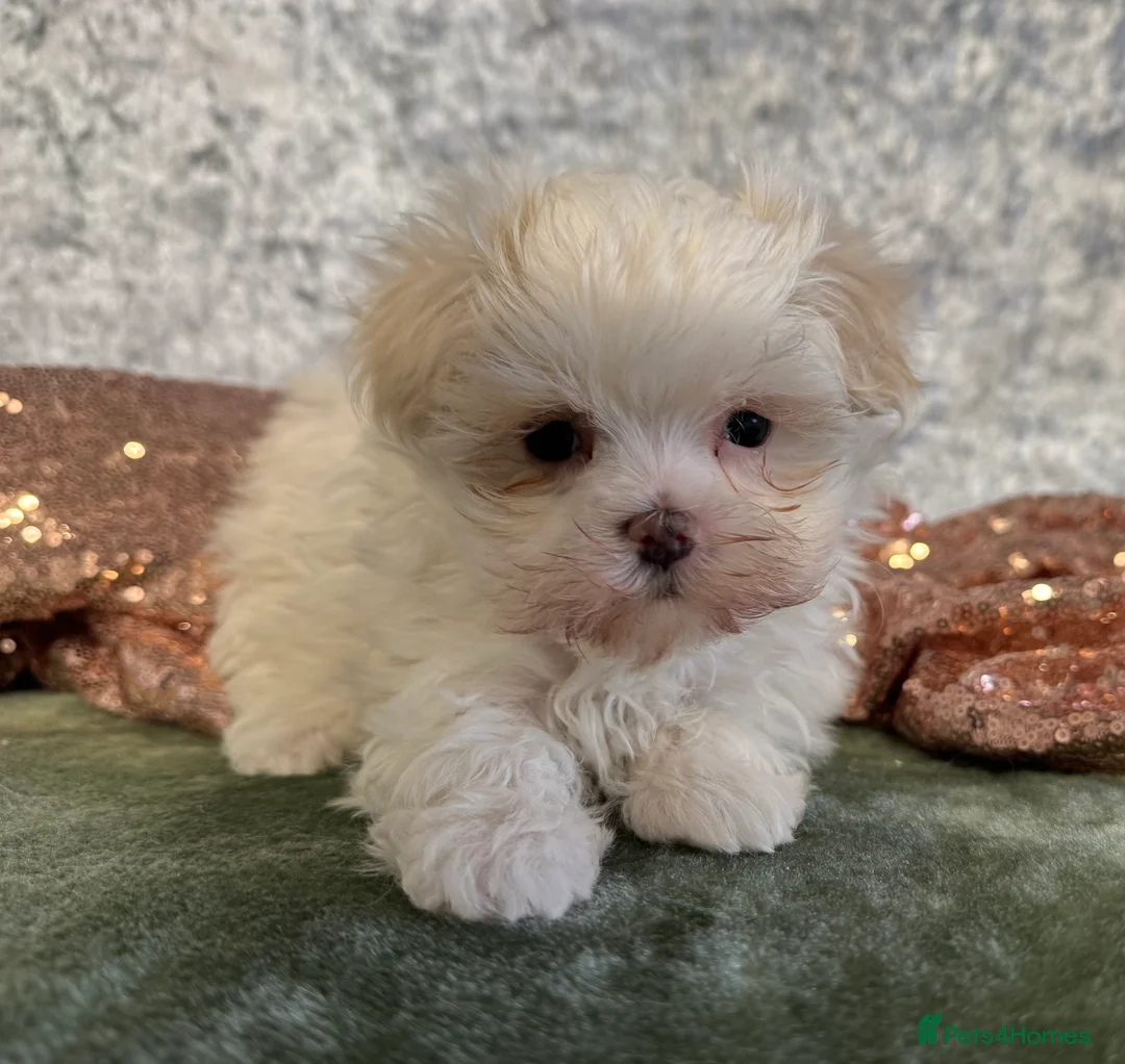 Maltipoo dogs for sale: Tiny f1b maltipoos  - Advert 8