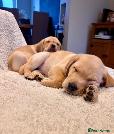 Labrador Retriever dogs - Advert 2