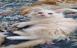 Maine Coon cats for sale: Beautiful boy re available  - Image 3