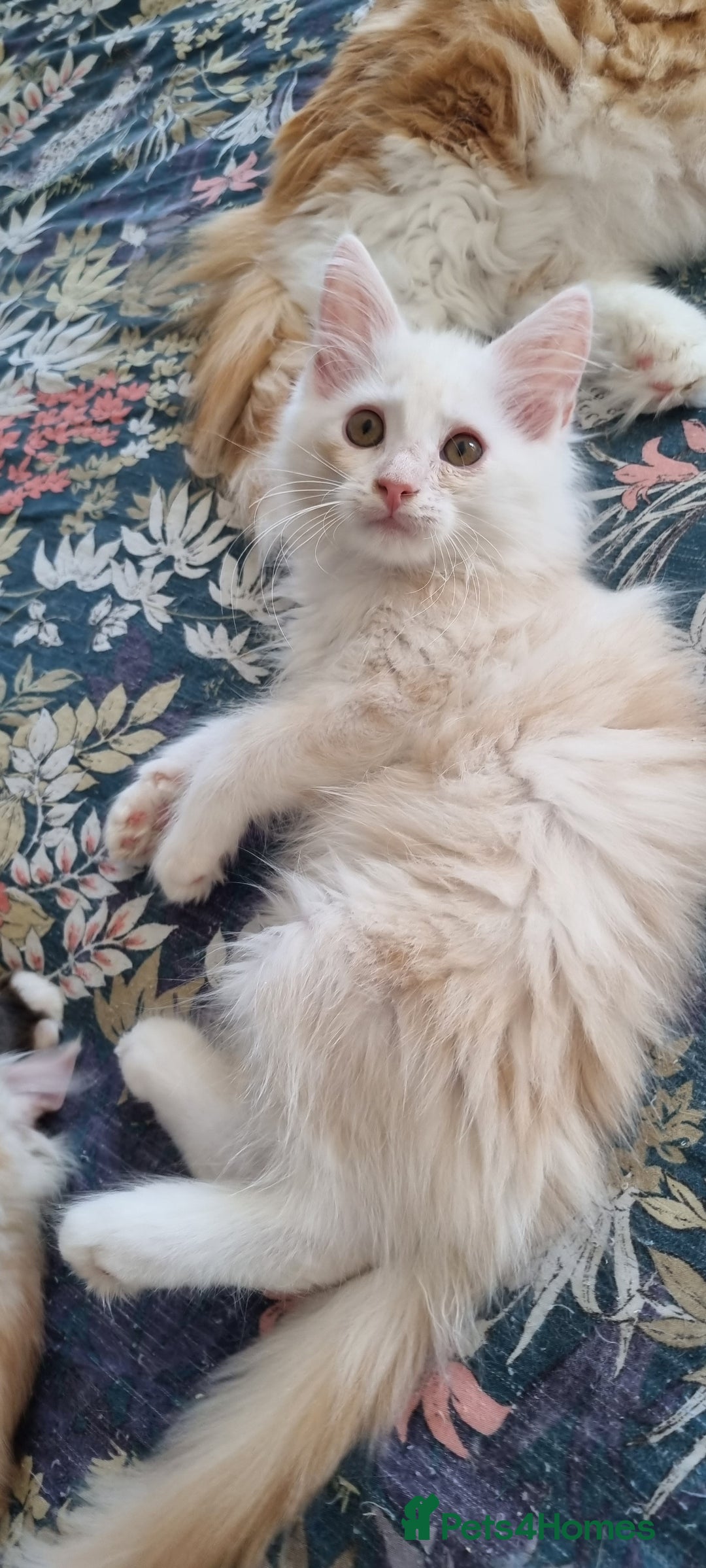 Maine Coon cats for sale: Beautiful boy re available  - Image 3