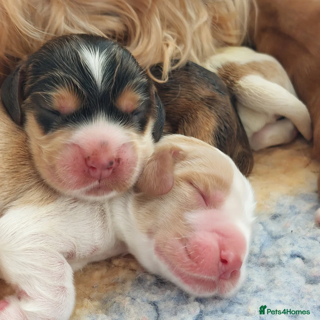 Cocker Spaniel dogs for sale: Beautiful kc registered show cocker spaniels  - Advert 1