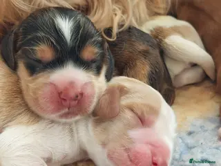 Cocker Spaniel dogs Beautiful kc registered show cocker spaniels - Advert 4