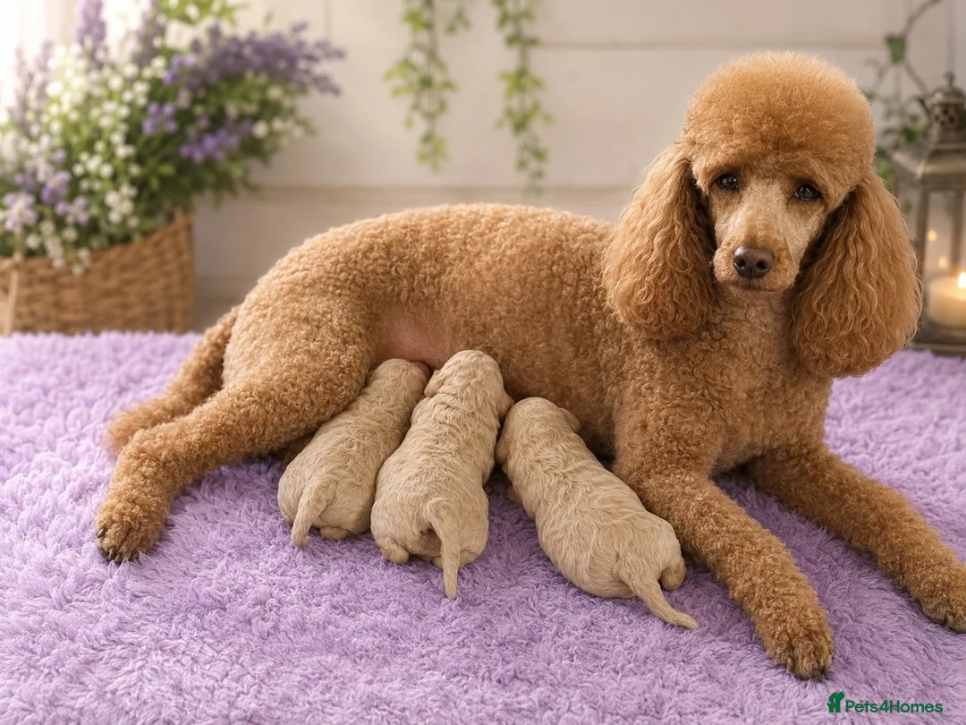 Poochon dogs for sale: 💥STUNNING CREAM F1 HEALTH TESTED POOCHONS 💥 - Advert 5