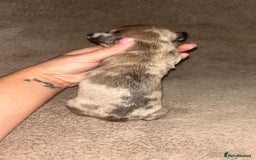 Miniature Dachshund dogs for sale: Perfecf kc miniature dachshunds - Image 15