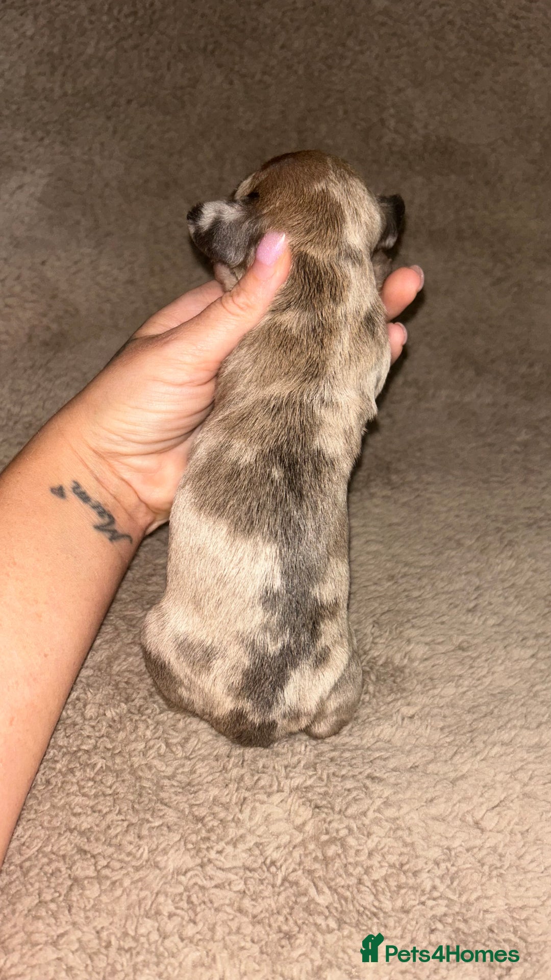 Miniature Dachshund dogs for sale: Perfecf kc miniature dachshunds - Image 15