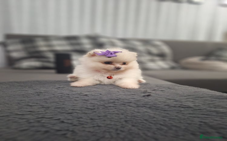 Pomeranian dogs - Advert 7