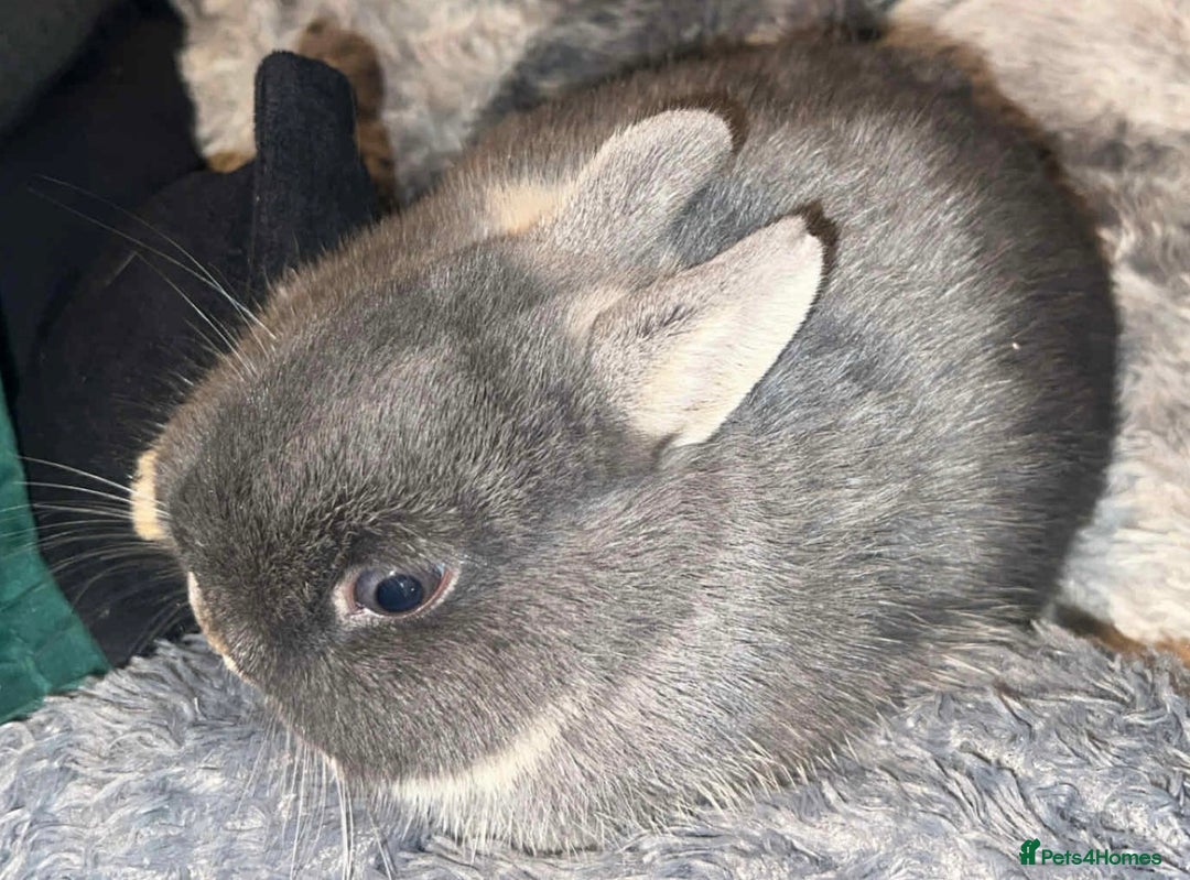 Netherland Dwarf rabbits for sale: Netherland dwarf bucks  - Advert 9