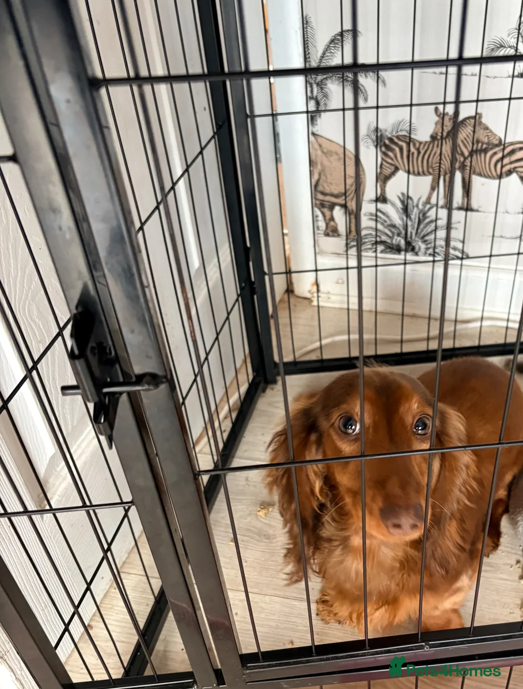 Miniature Dachshund dogs for sale: Miniture dachshund male  - Advert 1