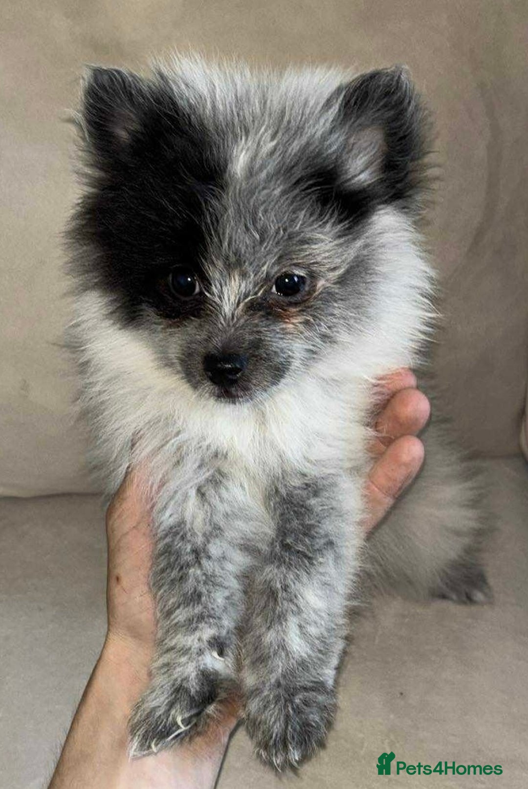 Pomeranian dogs for sale: Stunning 9 weeks old pedigree Pomeranian puppies  - Image 1