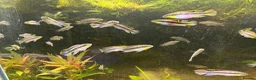 Cichlids fish for sale: Kribensis cichlids for sale all sizes/ages - Advert 2