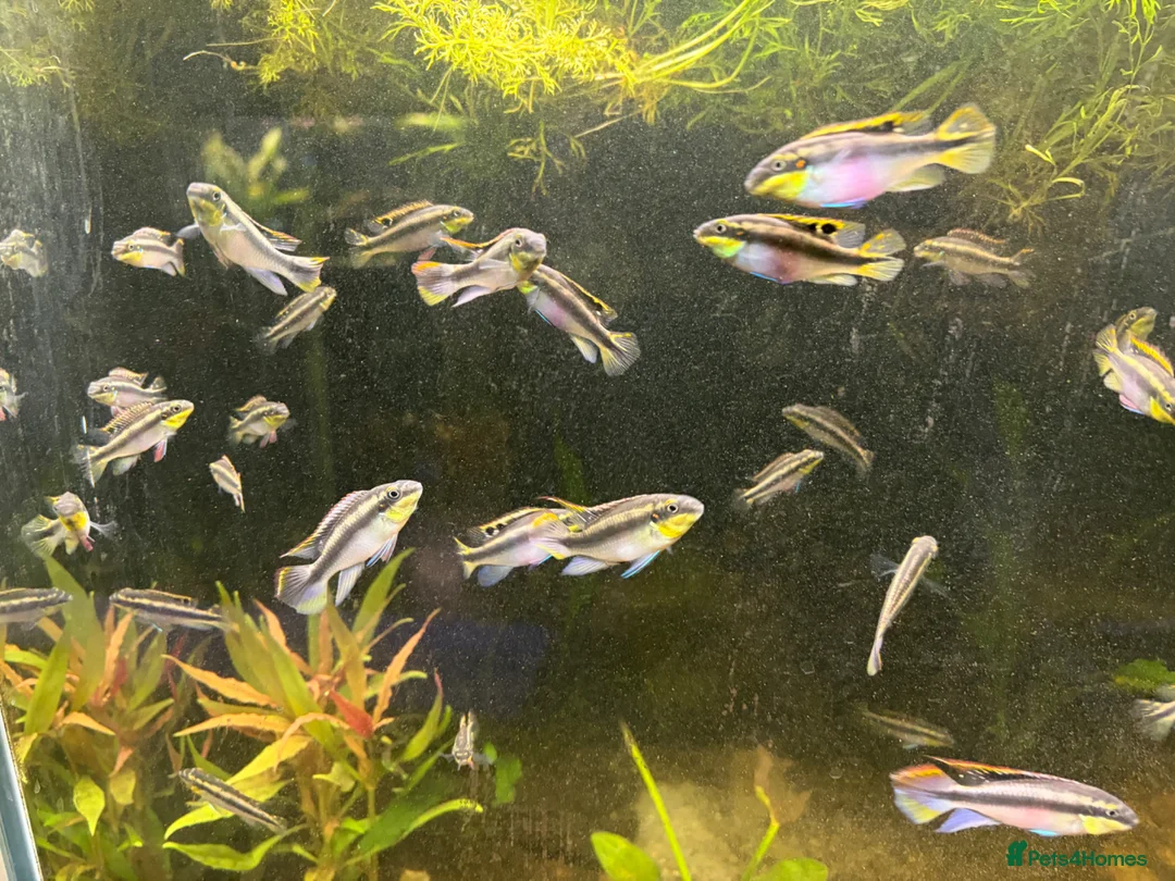 Cichlids fish for sale: Kribensis cichlids for sale all sizes/ages - Advert 2