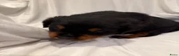 Rottweiler dogs for sale: 🐾Fluffy Rottweiler Puppies – From Murphy & Kyra🐾 in Lytham Saint Annes - Advert 7