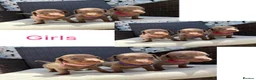 Miniature Dachshund dogs for sale: Miniture long haired dachshunds  in Kidderminster - Advert 8