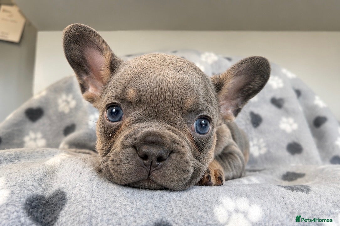 French Bulldog dogs Luxury French Bulldog Puppies for Sale - Advert 6